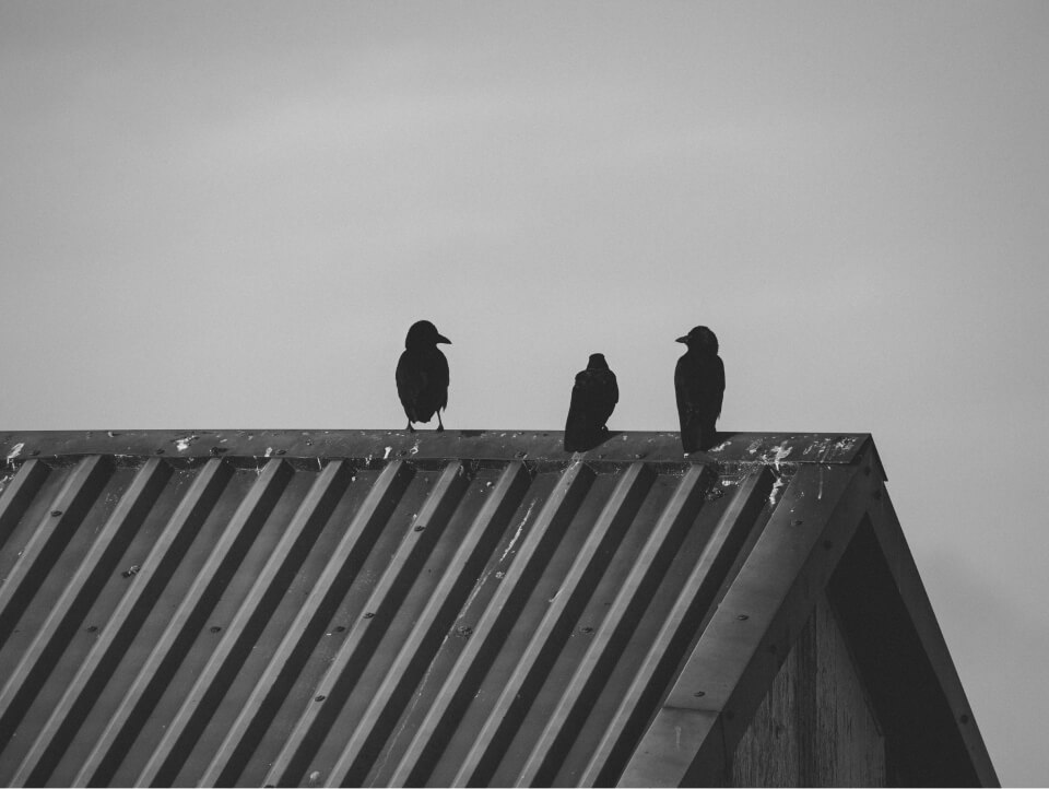 birds sitting on top of a rooftop in Ontario